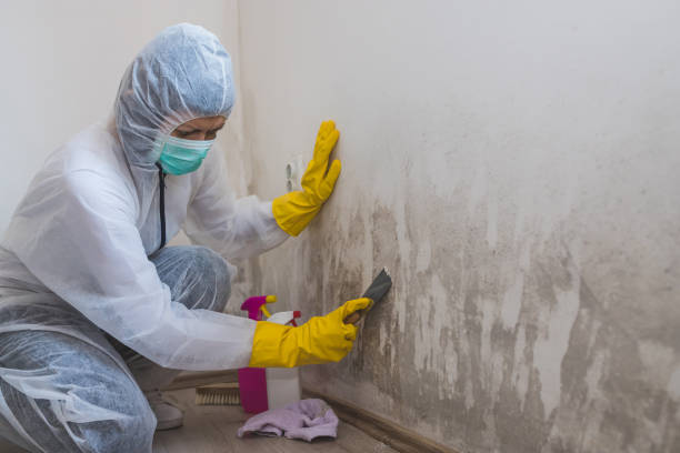 Best Mold Remediation  in Vinton, VA
