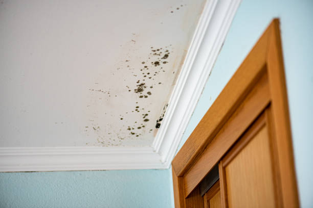 Best Toxic Mold Removal  in Vinton, VA