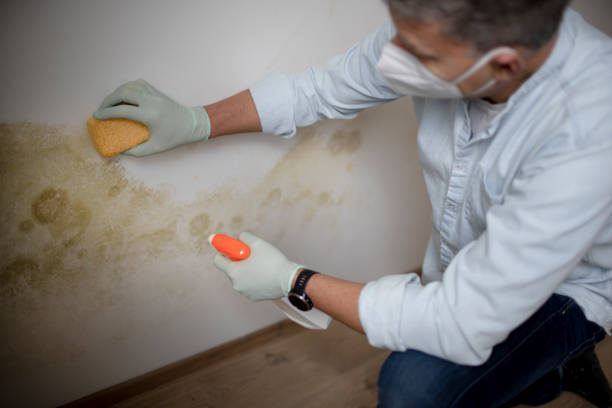 Office Mold Removal Services in Vinton, VA