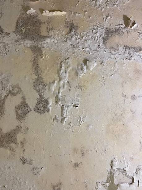 Best Home Mold Removal  in Vinton, VA