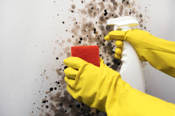 Best Commercial Mold Removal  in Vinton, VA