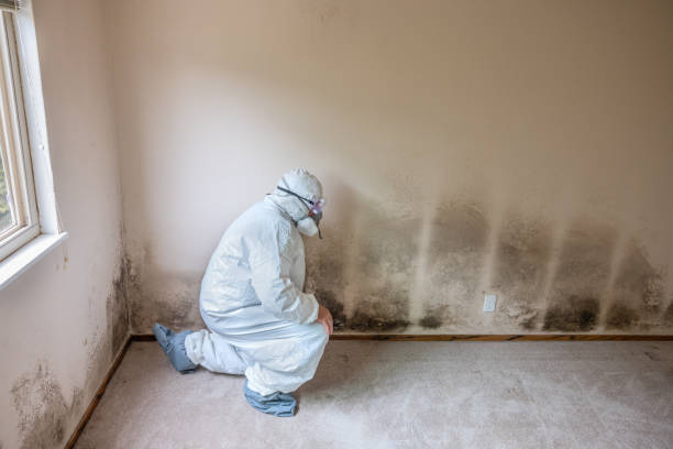 Best Local Mold Removal Service  in Vinton, VA