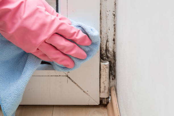 Attic Mold Removal in Vinton, VA