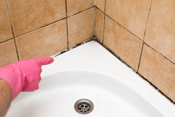 Best Mold Removal Company Near Me  in Vinton, VA