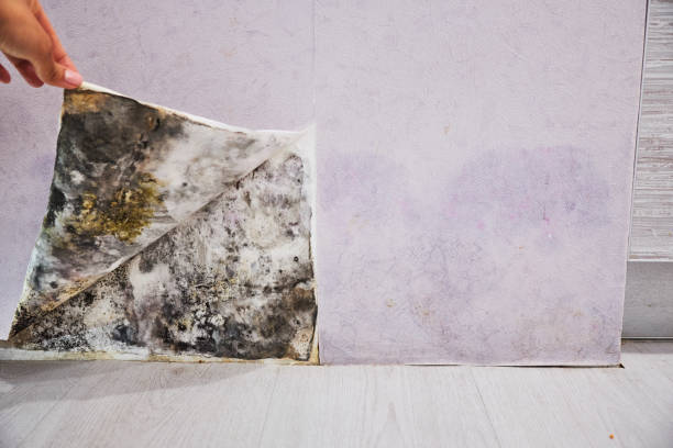 Best Toxic Mold Removal  in Vinton, VA